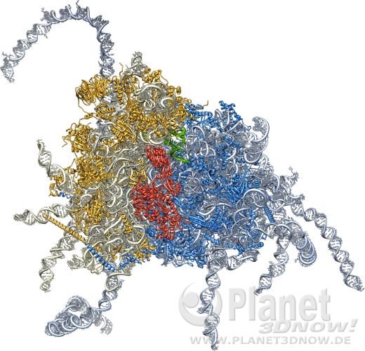 3-D-Darstellung des menschlichen Ribosoms